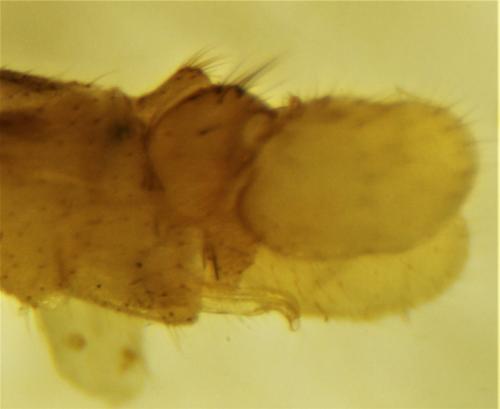 Dicranomyia chorea